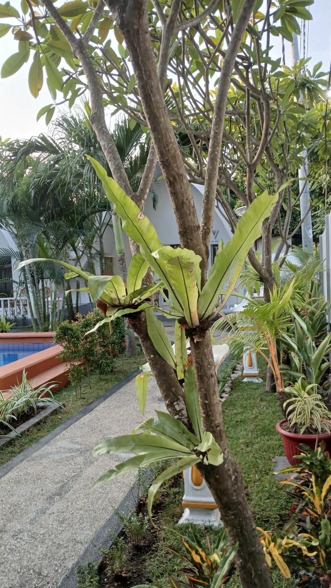 New Balengku Dua Hotel - Adults Only Gili Air Kültér fotó